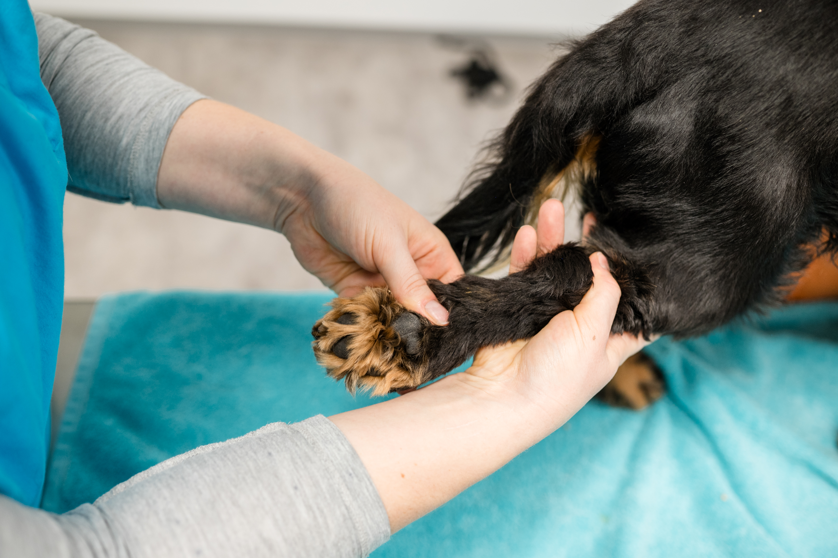 Stressfreie Behandlungen für Ihren Liebling